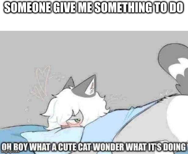what a cute cat | SOMEONE GIVE ME SOMETHING TO DO | image tagged in what a cute cat | made w/ Imgflip meme maker