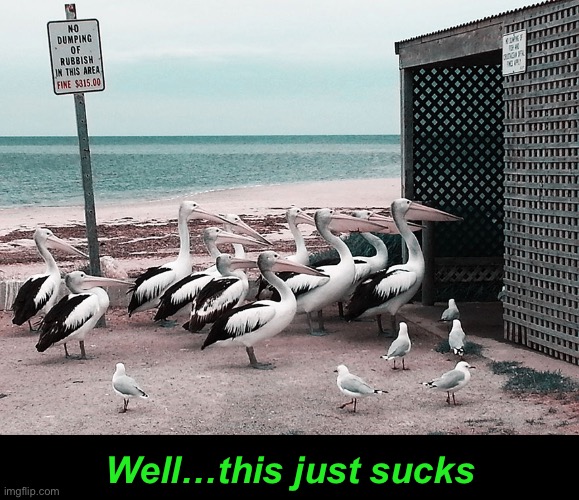 $315.00 | Well…this just sucks | image tagged in funny memes,pelicans,funny photo,no dumping | made w/ Imgflip meme maker