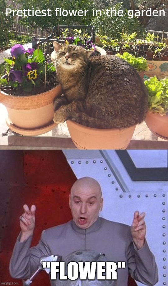 Check the Resume, Please | Prettiest flower in the garden; "FLOWER" | image tagged in memes,dr evil laser,meme,cat,cats | made w/ Imgflip meme maker