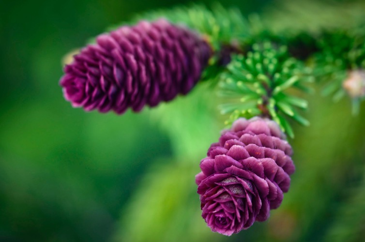 Purple spruce flower. Photo credit: Jozef Jankola | image tagged in awesome,pics,photography | made w/ Imgflip meme maker