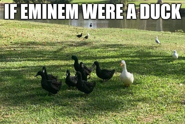 Odd one out |  IF EMINEM WERE A DUCK | image tagged in eminem,rap,alone,gangster,different,duck | made w/ Imgflip meme maker