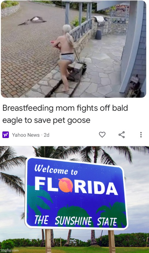 Only in Florida... | image tagged in florida,bald eagle | made w/ Imgflip meme maker