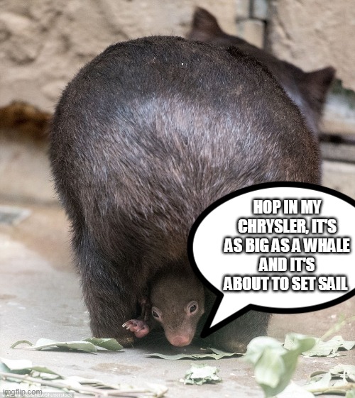 HOP IN MY CHRYSLER, IT'S AS BIG AS A WHALE
AND IT'S ABOUT TO SET SAIL | image tagged in wombat humour | made w/ Imgflip meme maker