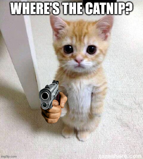 do u smoke or sniff it? | WHERE'S THE CATNIP? | image tagged in memes,cute cat | made w/ Imgflip meme maker