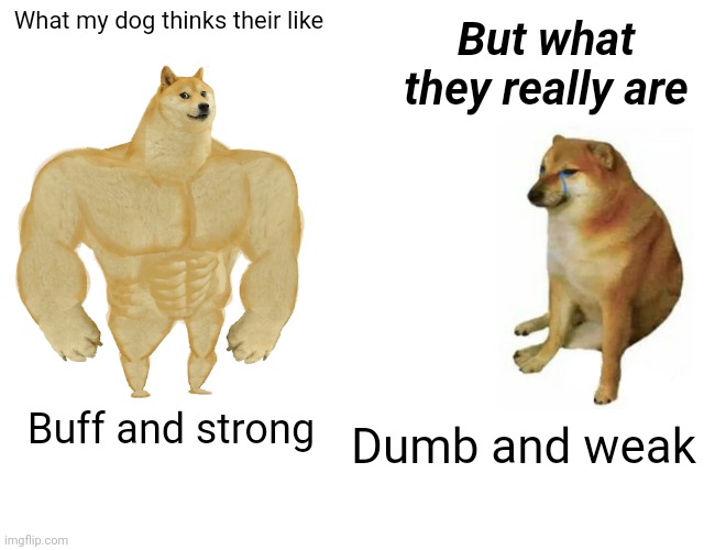 dogs think their like | What my dog thinks their like; But what they really are; Dumb and weak; Buff and strong | image tagged in memes,buff doge vs cheems | made w/ Imgflip meme maker