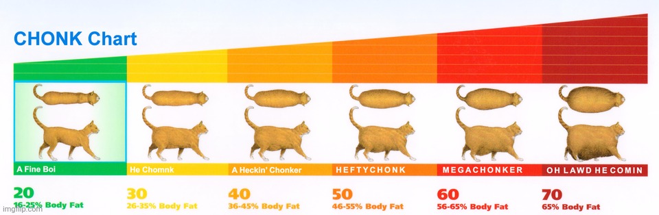 Chonk Chart | image tagged in chonk chart | made w/ Imgflip meme maker