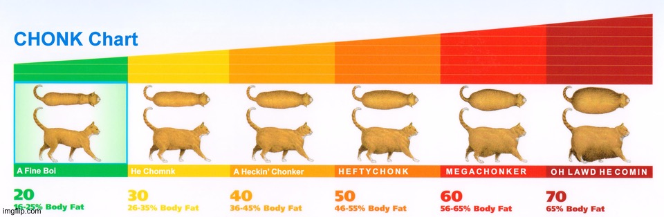 Chonk Chart | image tagged in chonk chart | made w/ Imgflip meme maker