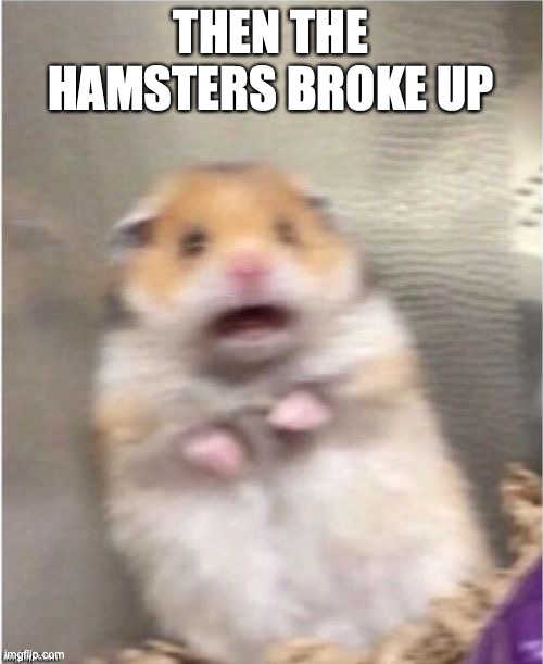 Scared Hamster | THEN THE HAMSTERS BROKE UP | image tagged in scared hamster | made w/ Imgflip meme maker