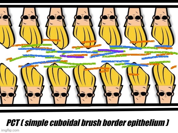 PCT ( simple cuboidal brush border epithelium ) | made w/ Imgflip meme maker