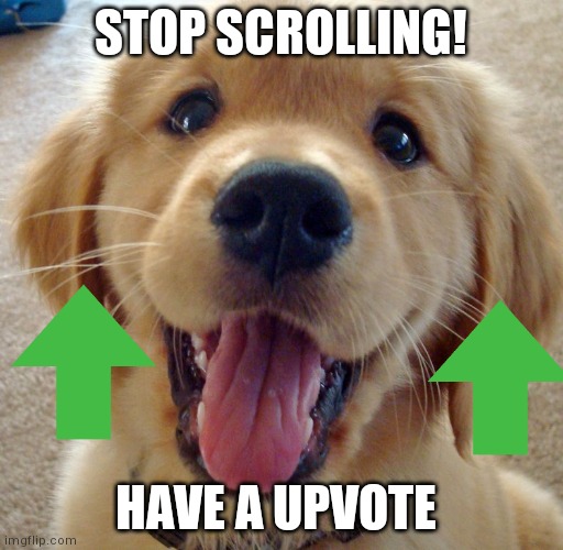Cute dog | STOP SCROLLING! HAVE A UPVOTE | image tagged in cute dog | made w/ Imgflip meme maker