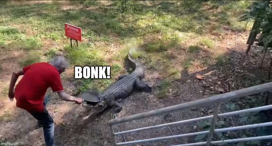 crocodile bonk | BONK! | image tagged in bonk | made w/ Imgflip meme maker
