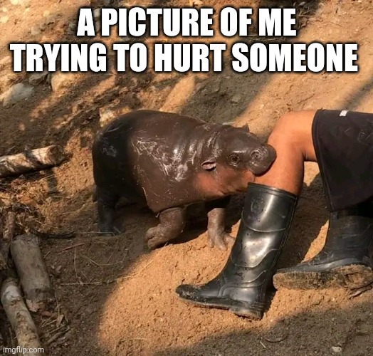 I'm bad at it :> | A PICTURE OF ME TRYING TO HURT SOMEONE | image tagged in cute,hippo,baby,meme | made w/ Imgflip meme maker