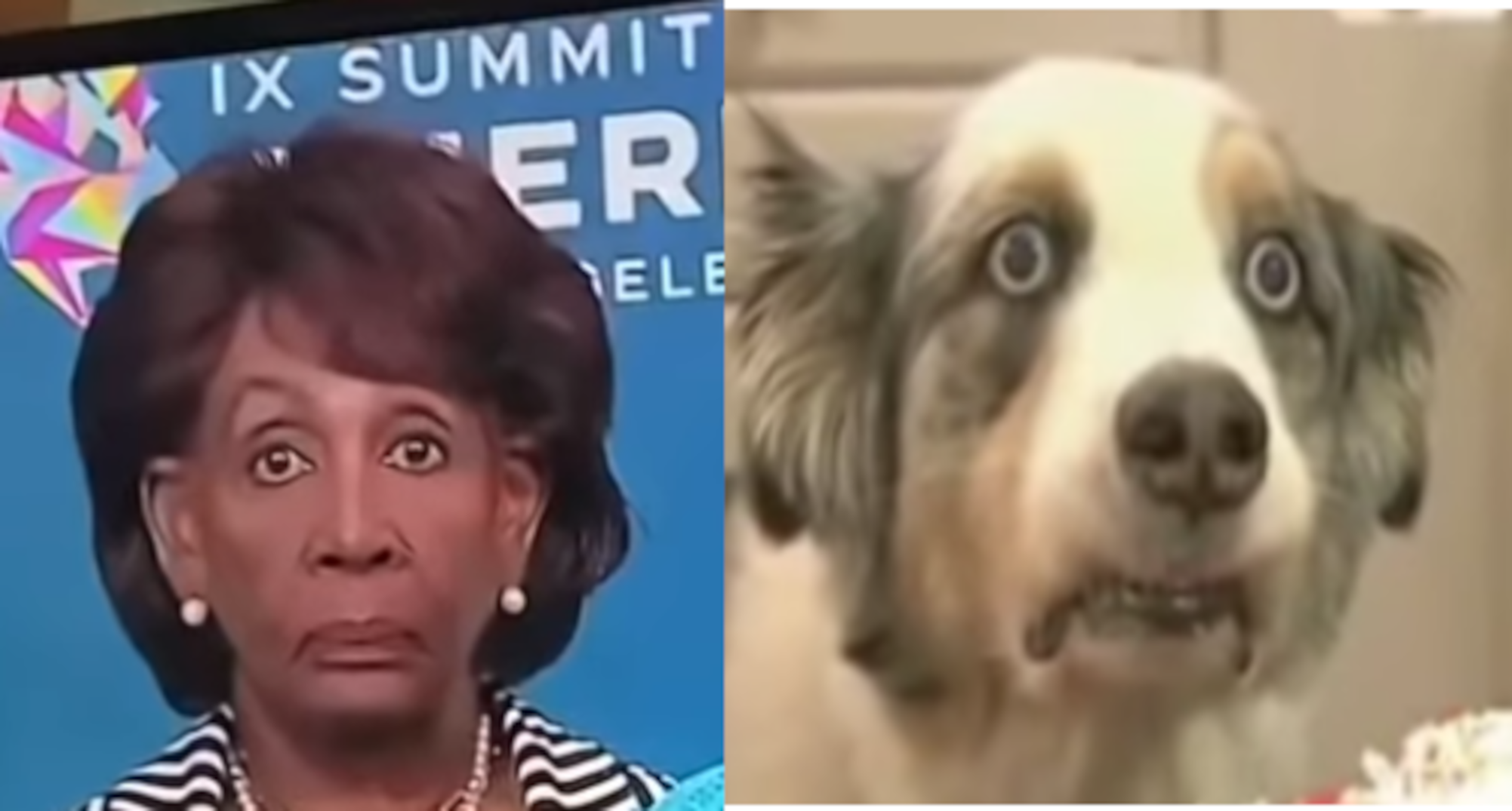 High Quality Maxine waters stare Blank Meme Template