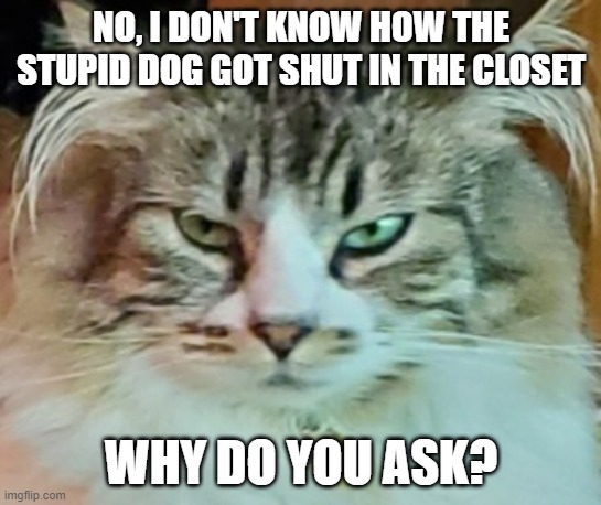 Evil Cat don't like dogs | NO, I DON'T KNOW HOW THE
STUPID DOG GOT SHUT IN THE CLOSET; WHY DO YOU ASK? | image tagged in evil cat thoughts,evil cat,cat vs dog | made w/ Imgflip meme maker