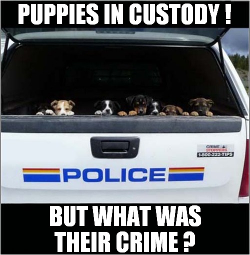 Apprehended At Last ! | PUPPIES IN CUSTODY ! BUT WHAT WAS THEIR CRIME ? | image tagged in dogs,puppies,police car,crime | made w/ Imgflip meme maker