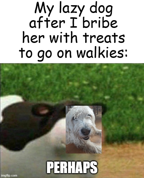dog reveal :))))))) | My lazy dog after I bribe her with treats to go on walkies:; PERHAPS | image tagged in perhaps cow,meme,funny,dogs,happy,memes | made w/ Imgflip meme maker