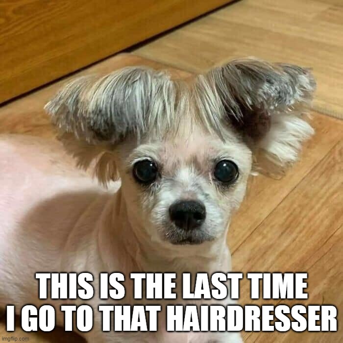 THIS IS THE LAST TIME I GO TO THAT HAIRDRESSER | image tagged in meme,memes,humor,dog,dogs | made w/ Imgflip meme maker