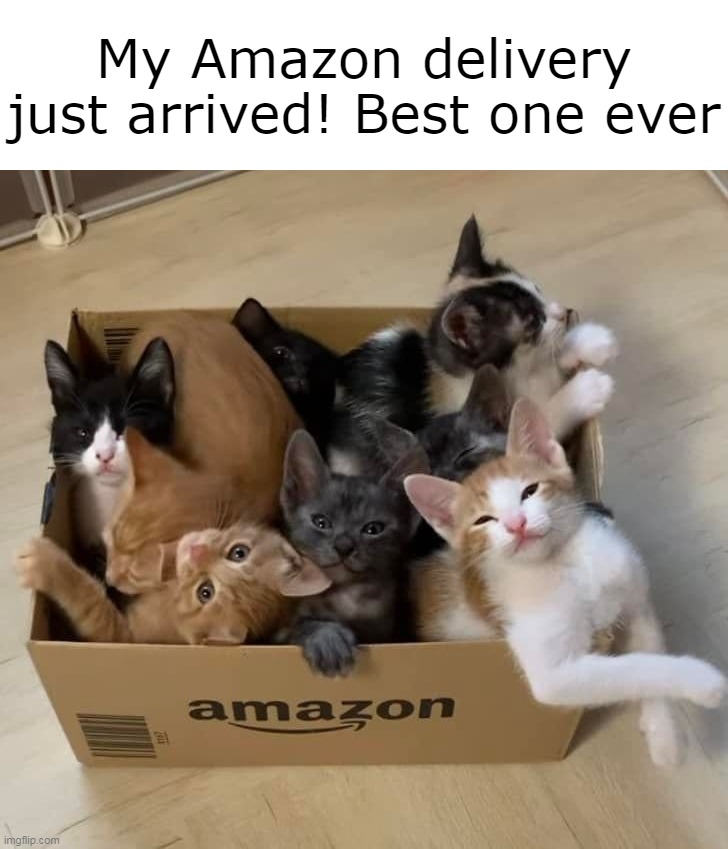 Blessed Purrfectly! | My Amazon delivery just arrived! Best one ever | image tagged in meme,memes,humor,cat,cats | made w/ Imgflip meme maker