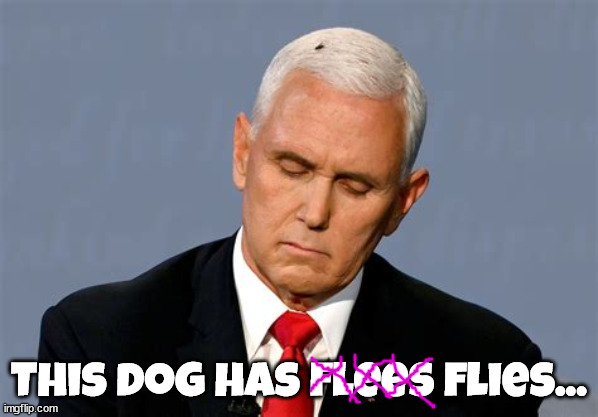 Dog with flies.. |  This dog has flees flies... | image tagged in pence,lapdog,maga | made w/ Imgflip meme maker