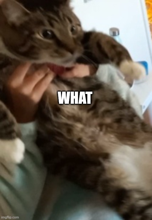 WHAT | made w/ Imgflip meme maker