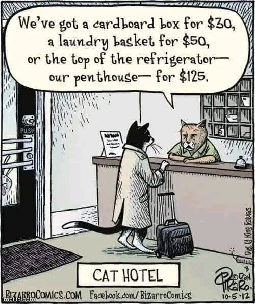Catnip extra | image tagged in hotel,sleep,catnip | made w/ Imgflip meme maker