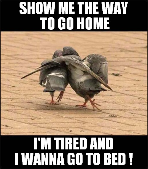 Drunk Pigeon Singing ! |  SHOW ME THE WAY
 TO GO HOME; I'M TIRED AND I WANNA GO TO BED ! | image tagged in fun,pigeons,drunk,song lyrics | made w/ Imgflip meme maker