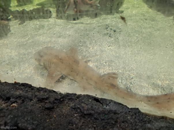 the lad (hello chat) | made w/ Imgflip meme maker