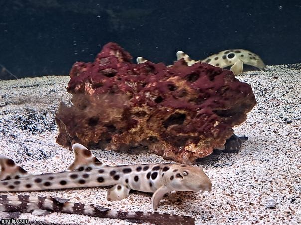 baby men | made w/ Imgflip meme maker