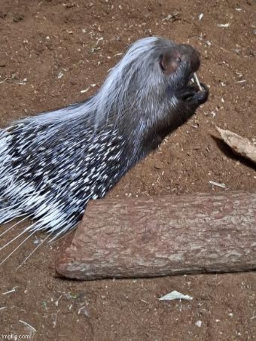 quilliam my beloved | made w/ Imgflip meme maker