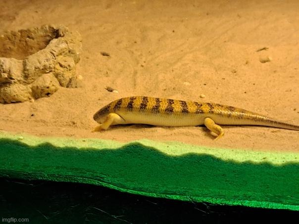 ostrich moment | made w/ Imgflip meme maker