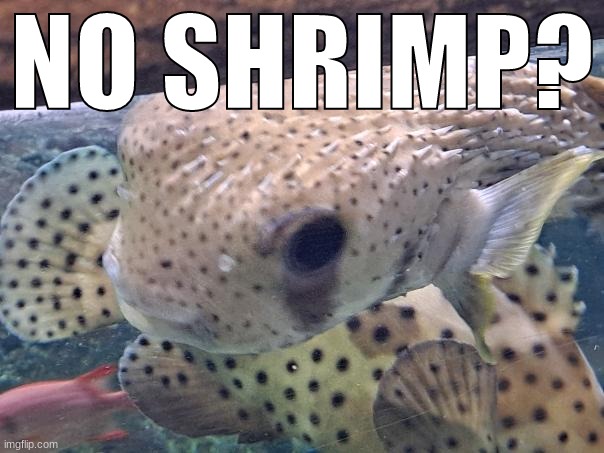 NO SHRIMP? | made w/ Imgflip meme maker