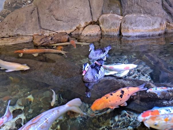 le fishe and el ducce | made w/ Imgflip meme maker