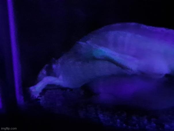 ack the lol | made w/ Imgflip meme maker