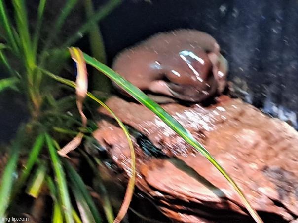 phatty phrog | made w/ Imgflip meme maker