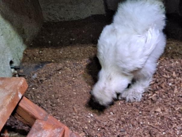 silky chicken (you know what to do) | made w/ Imgflip meme maker