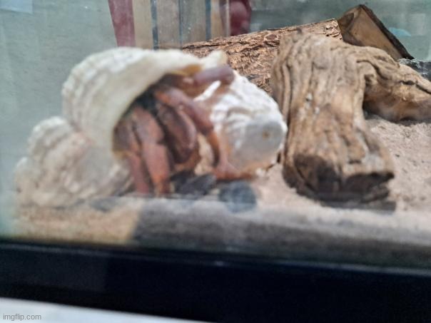 aw shell nah | made w/ Imgflip meme maker