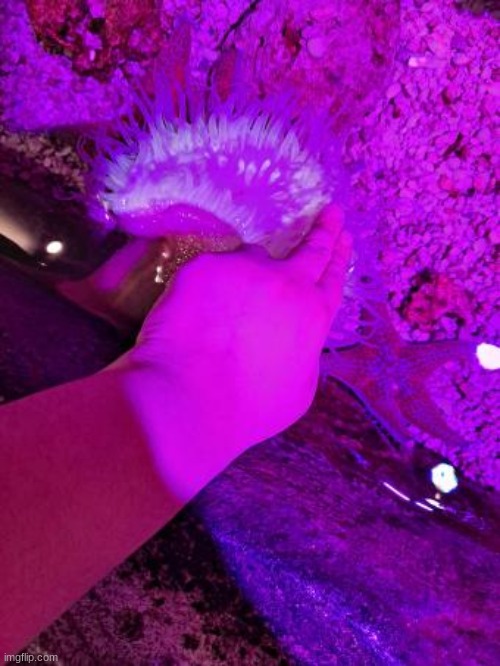 petting the aneooemsoeoneonemoonenmeomoenoeoemoennoemoemenosemenosoensenememn | made w/ Imgflip meme maker