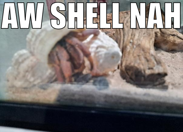 AW SHELL NAH Blank Meme Template