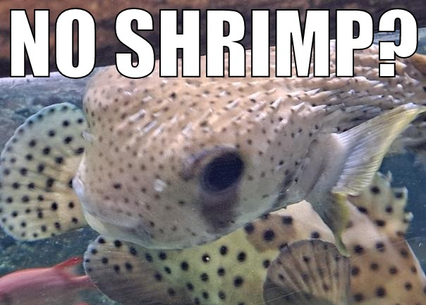 High Quality No Shrimp? Blank Meme Template
