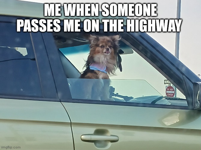 Me when someone passes me on the highway | ME WHEN SOMEONE PASSES ME ON THE HIGHWAY | image tagged in funny dogs,driving,dogs,funny meme,memes | made w/ Imgflip meme maker