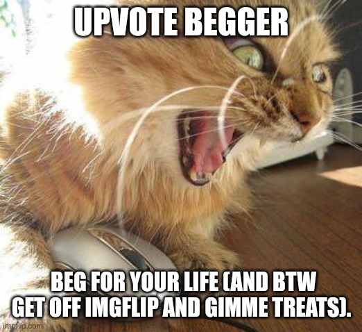 UPVOTE BEGGER BEG FOR YOUR LIFE (AND BTW GET OFF IMGFLIP AND GIMME TREATS). | image tagged in angry cat | made w/ Imgflip meme maker