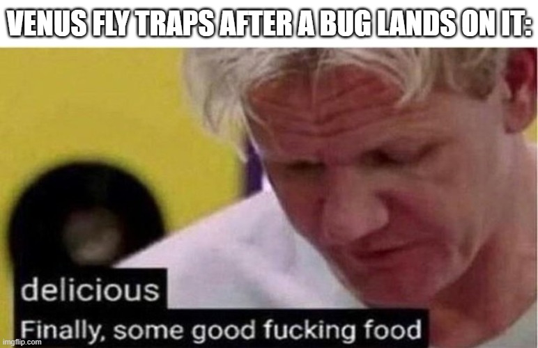 venus fly traps | VENUS FLY TRAPS AFTER A BUG LANDS ON IT: | image tagged in gordon ramsay some good food,venus fly traps,bugs | made w/ Imgflip meme maker