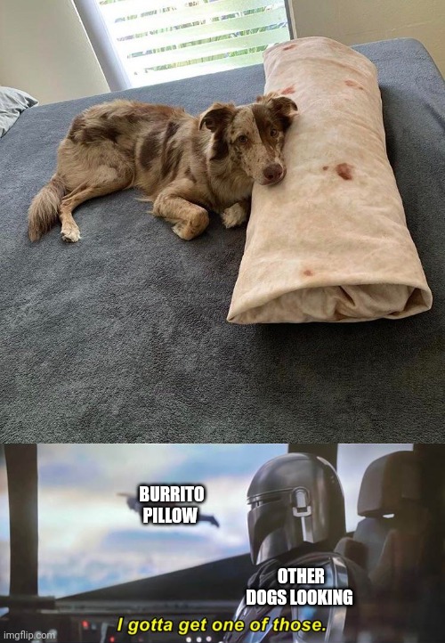 Dog burrito pillow | BURRITO PILLOW; OTHER DOGS LOOKING | image tagged in i gotta get one of those correct text boxes,dogs,dog,burrito,pillow,memes | made w/ Imgflip meme maker