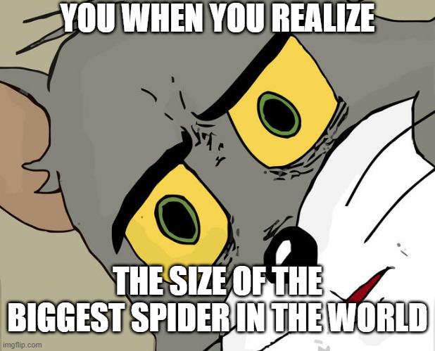 Unsettled Tom | YOU WHEN YOU REALIZE; THE SIZE OF THE BIGGEST SPIDER IN THE WORLD | image tagged in memes,unsettled tom | made w/ Imgflip meme maker