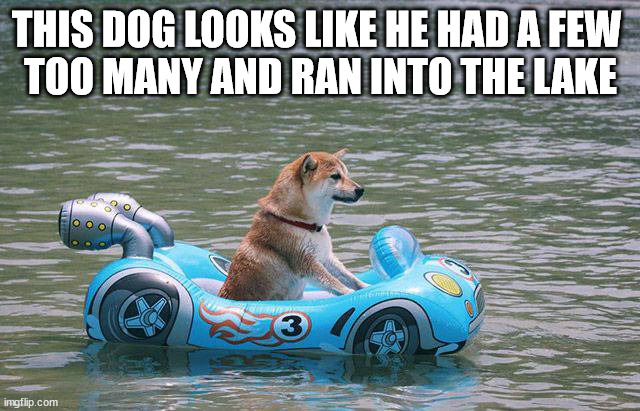 THIS DOG LOOKS LIKE HE HAD A FEW 
TOO MANY AND RAN INTO THE LAKE | image tagged in dogs | made w/ Imgflip meme maker