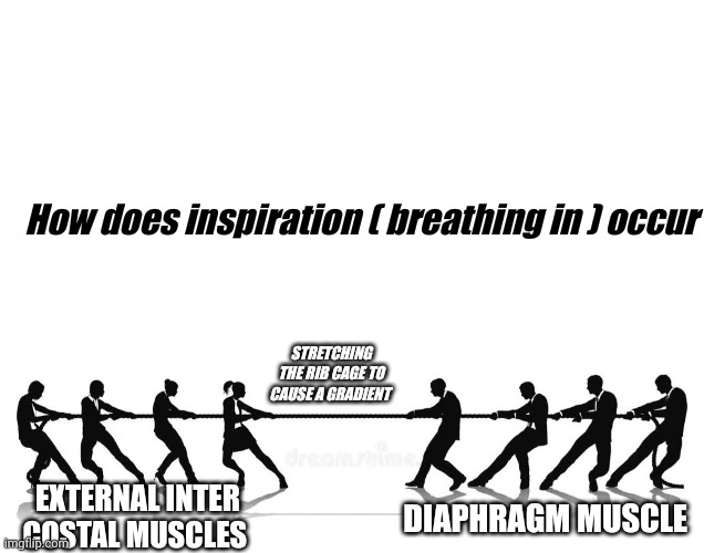 How does inspiration ( breathing in ) occur; STRETCHING THE RIB CAGE TO CAUSE A GRADIENT; EXTERNAL INTER COSTAL MUSCLES; DIAPHRAGM MUSCLE | made w/ Imgflip meme maker