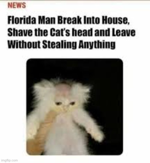 I find the bald cat funny XD | image tagged in bald,cat | made w/ Imgflip meme maker
