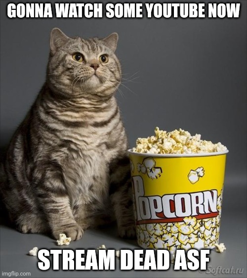 Cat eating popcorn | GONNA WATCH SOME YOUTUBE NOW; STREAM DEAD ASF | image tagged in cat eating popcorn | made w/ Imgflip meme maker