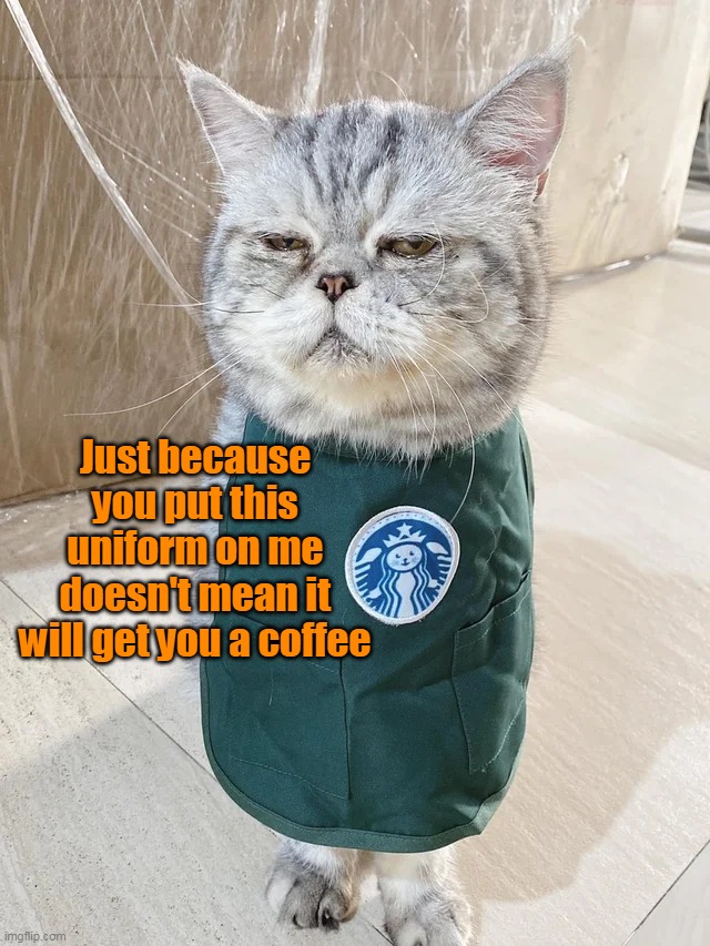 Feline Labor Laws Violation | Just because you put this uniform on me doesn't mean it will get you a coffee | image tagged in meme,memes,humor,cat,cats | made w/ Imgflip meme maker