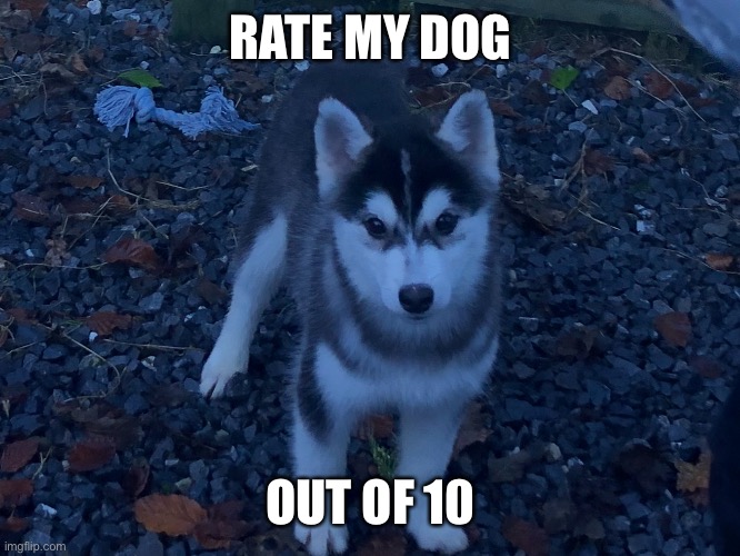 He’s cute af | RATE MY DOG; OUT OF 10 | made w/ Imgflip meme maker